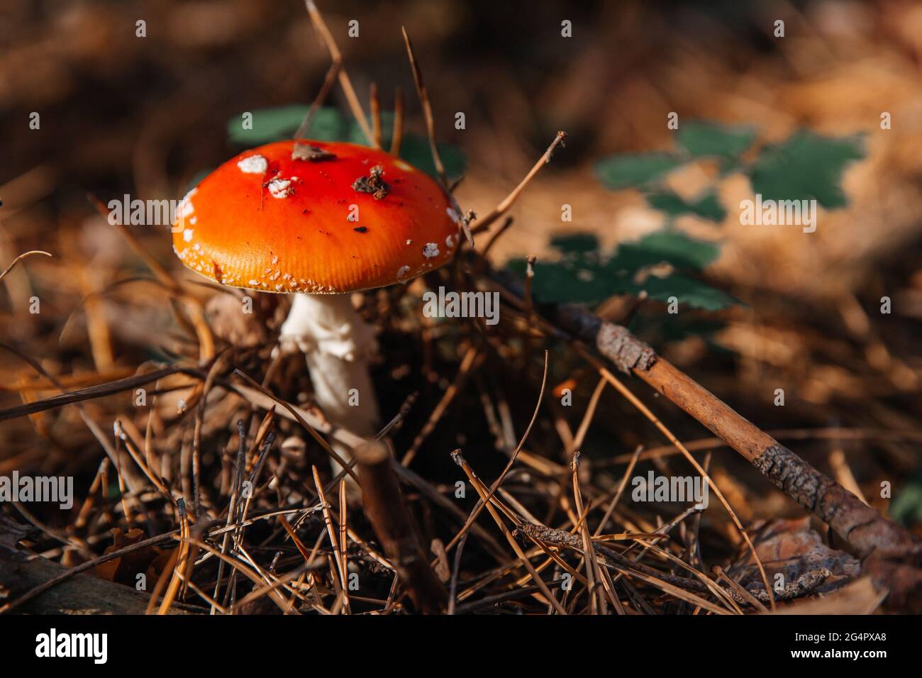Volez les champignons agariques en forêt, gros plan. Banque D'Images