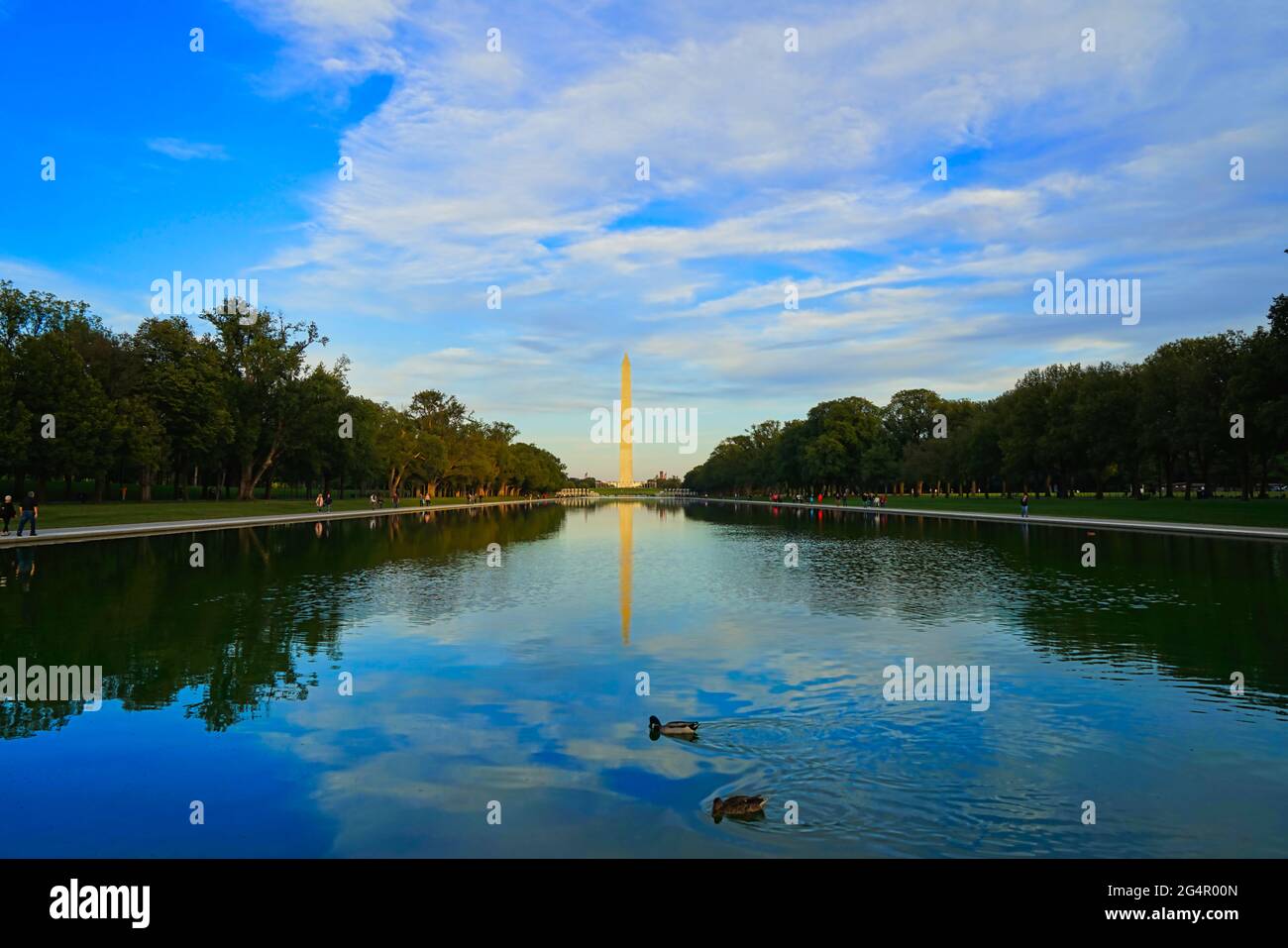Canards jouant dans le lac. Le Washington Monument, un monument des célèbres bâtiments américains à Washington, D.C., États-Unis octobre 2016. Banque D'Images