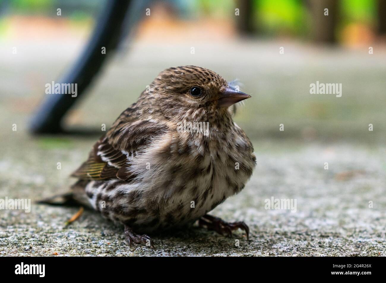 Un jeune Siskin de pin du Nord repose sur terre sur l'île de Whidbey, Washington, États-Unis Banque D'Images