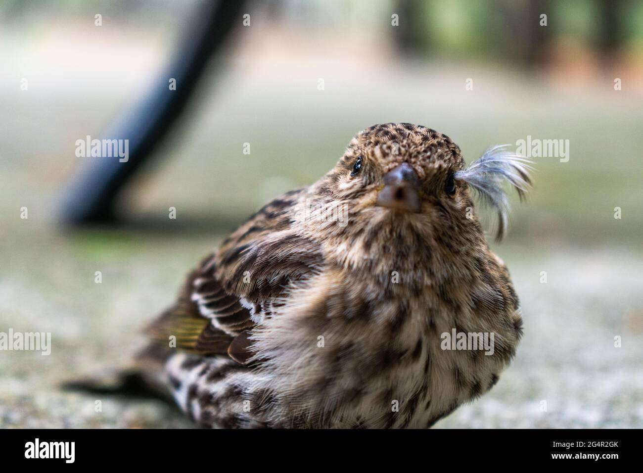 Un jeune Siskin de pin du Nord repose sur terre sur l'île de Whidbey, Washington, États-Unis Banque D'Images