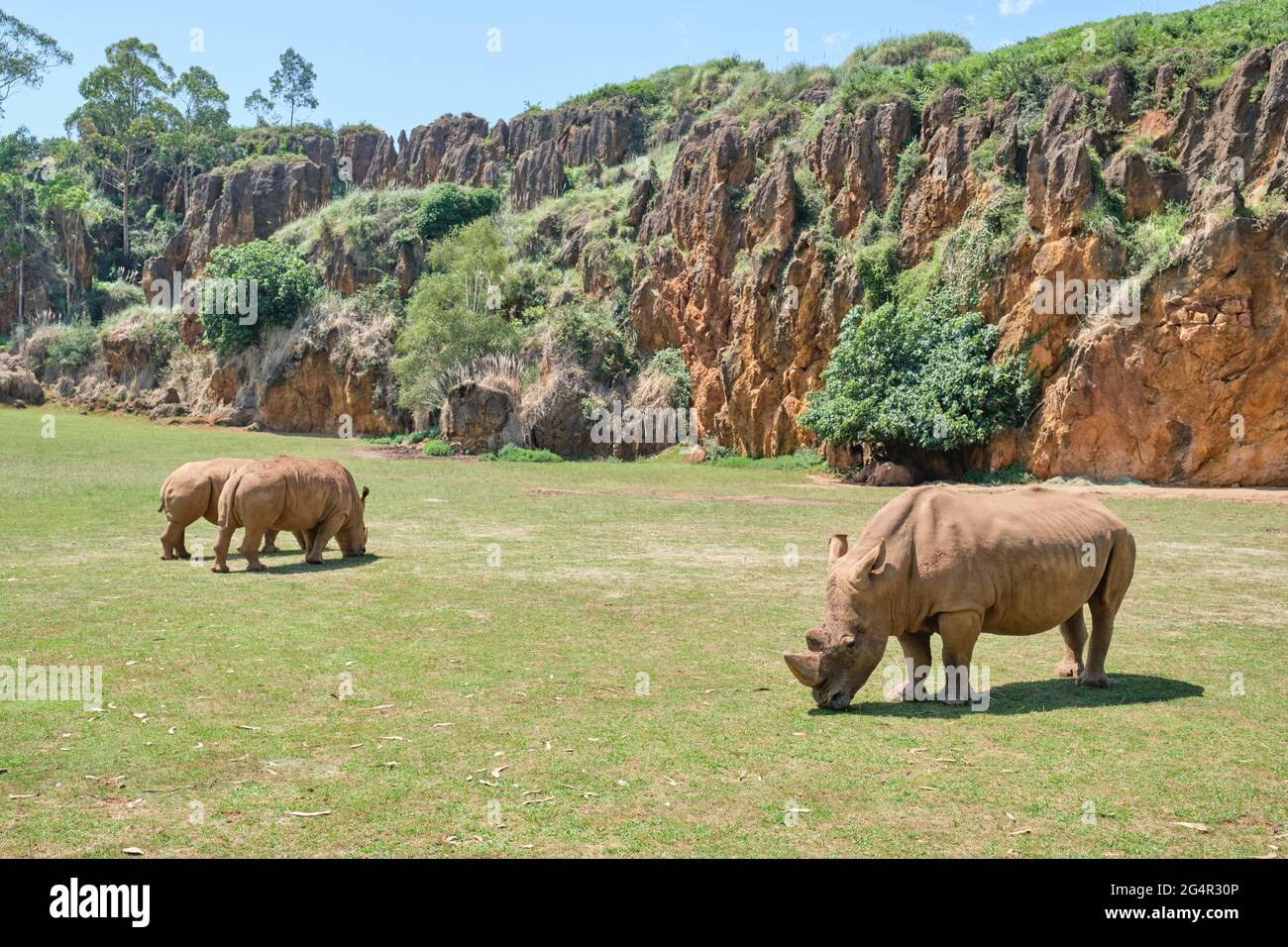 Rhinocéros mangeant de l'herbe dans le parc naturel de Cabarceno à Cantabria, Espagne. Banque D'Images