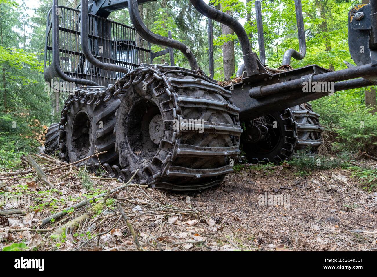 Récolteuse (véhicule forestier lourd) travaillant dans la forêt mixte européenne Banque D'Images