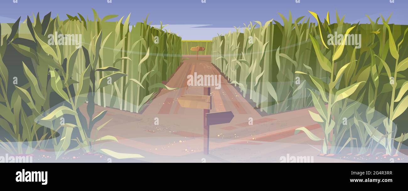 Route sur champ de maïs avec fourche et panneau de direction en bois dans le brouillard. Concept de choix. Paysage de dessin animé vectoriel avec de grandes tiges de maïs sur le terrain et le carrefour avec des pointeurs par temps brumeux Illustration de Vecteur