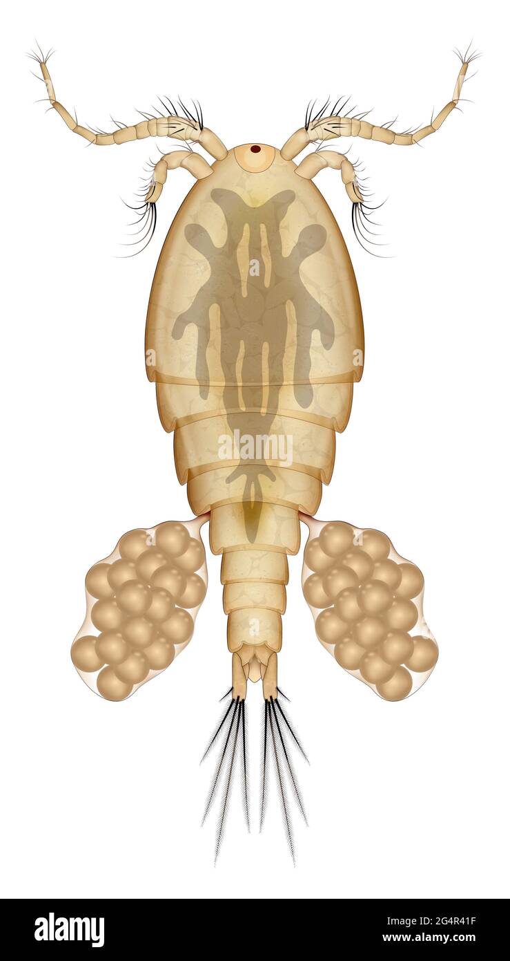 Copépode d'eau douce ou Cyclops Banque D'Images