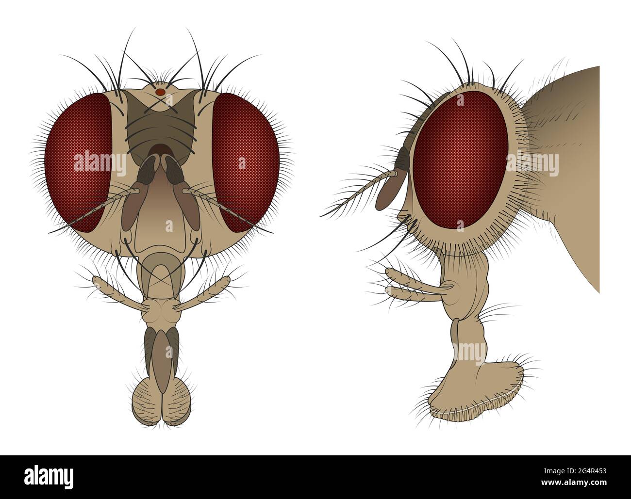 L'anatomie de la tête de la housefly Banque D'Images