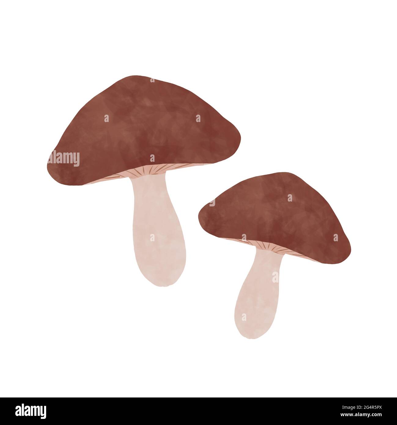 champignon. Sur fond blanc. Banque D'Images