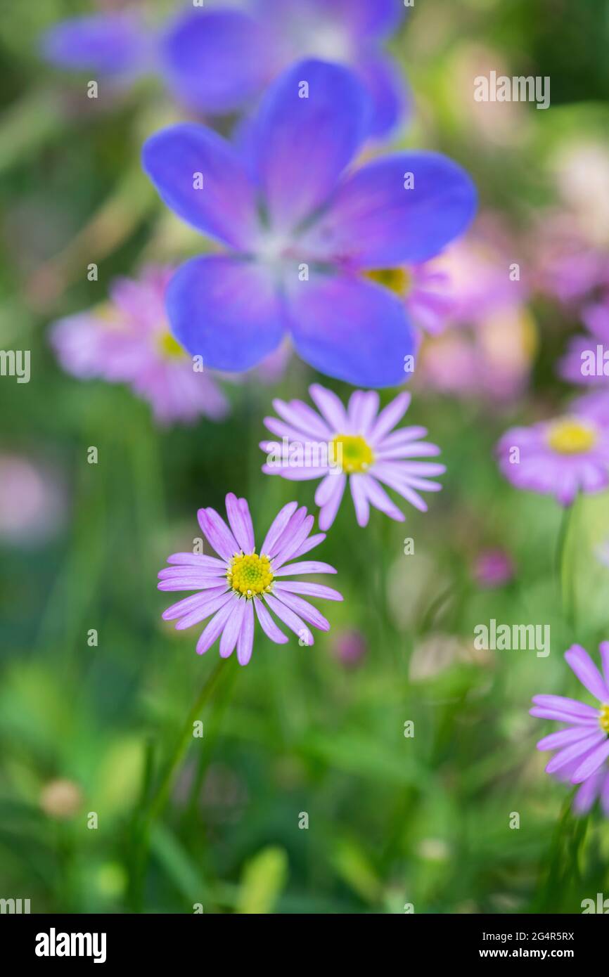 Brachyscome 'Rose lumière'. Pâquerette de la rivière Swan Banque D'Images