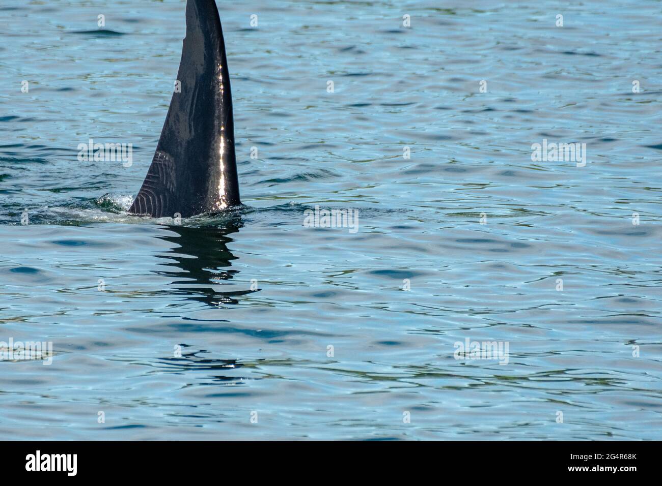 Nageoire dorsale sur l'orque transitoire vu dans le passage de Saratoga près d'Oak Harbor, Washington, États-Unis Banque D'Images