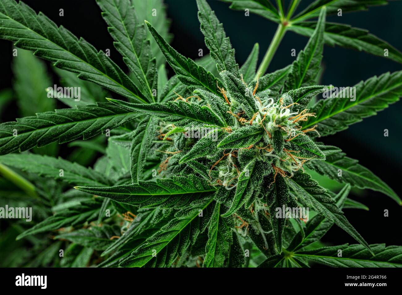 Plante de cannabis, prête pour la récolte, sur fond sombre. Fleurs de marijuana avec des stigmates jaunes et feuilles vertes avec trichomes. Culture du cannabis Banque D'Images