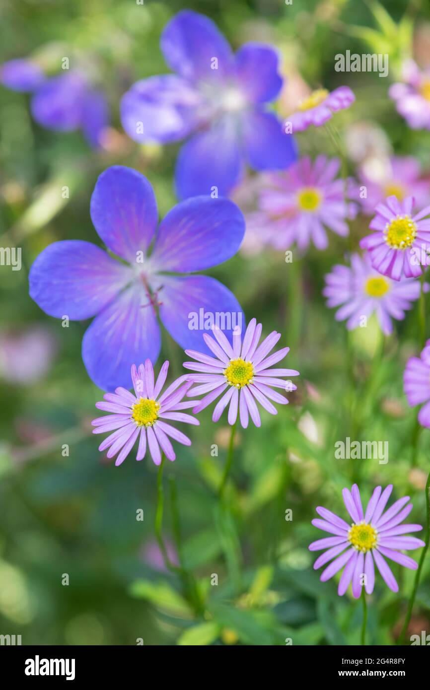 Brachyscome 'Rose lumière' - Marguerite de cygne Banque D'Images