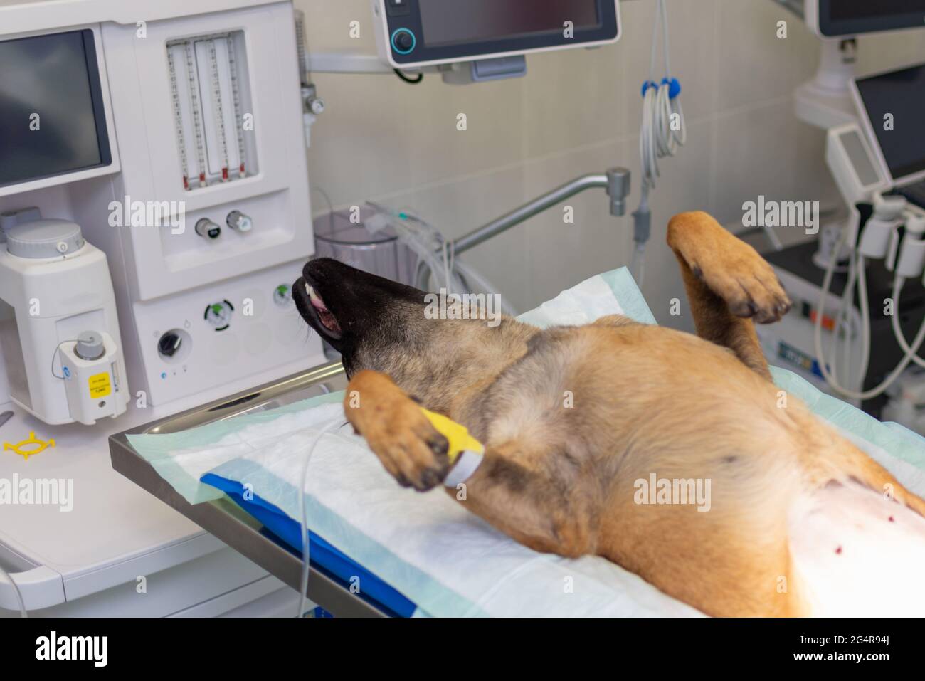 Chien sous anesthésie pendant la chirurgie dans une clinique vétérinaire.le berger allemand est anesthésié. Concept vétérinaire.gros plan. Banque D'Images