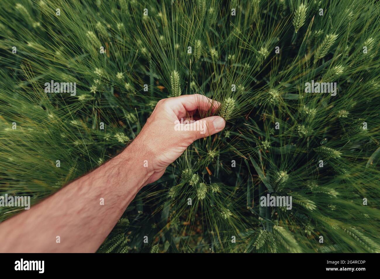 L'agriculteur examine les épis de blé sur le champ de la plantation, de près de la main touchant les cultures, foyer sélectif Banque D'Images