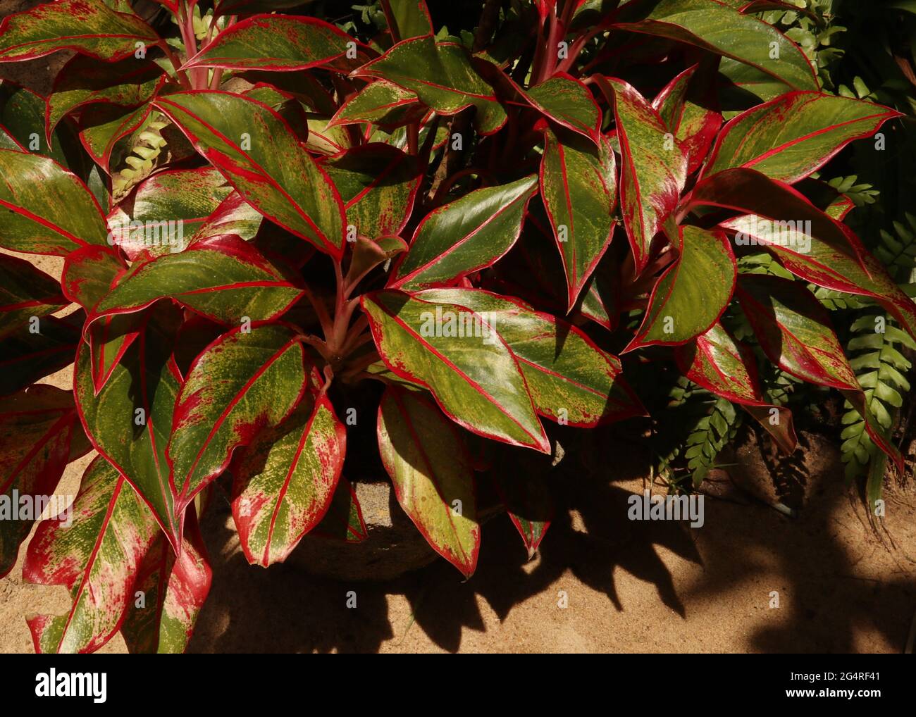 Vue en hauteur d'une plante ornementale colorée et feuillue dans le jardin de la maison Banque D'Images