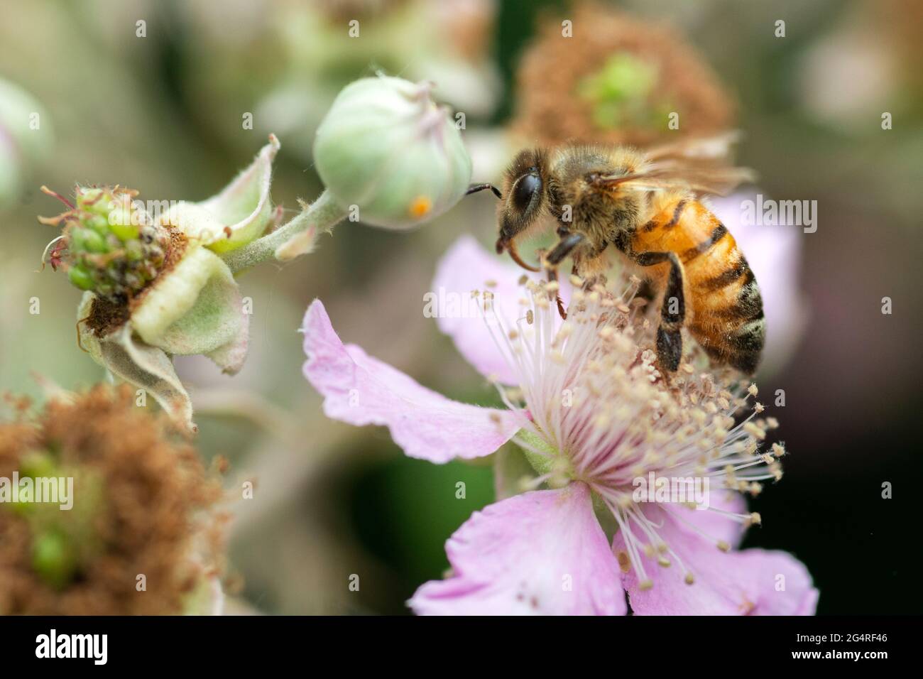 Italie, Lombardie, abeille collectant du pollen sur des fleurs roses Rubus Ulmifolius Banque D'Images