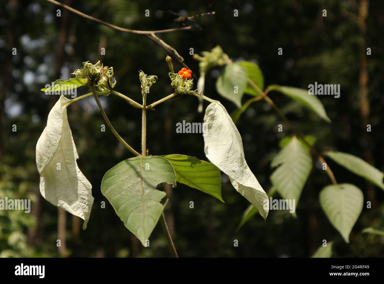 Belle vue sur une branche de Mussaenda avec des feuilles blanches et vertes et une fleur de couleur orange Banque D'Images