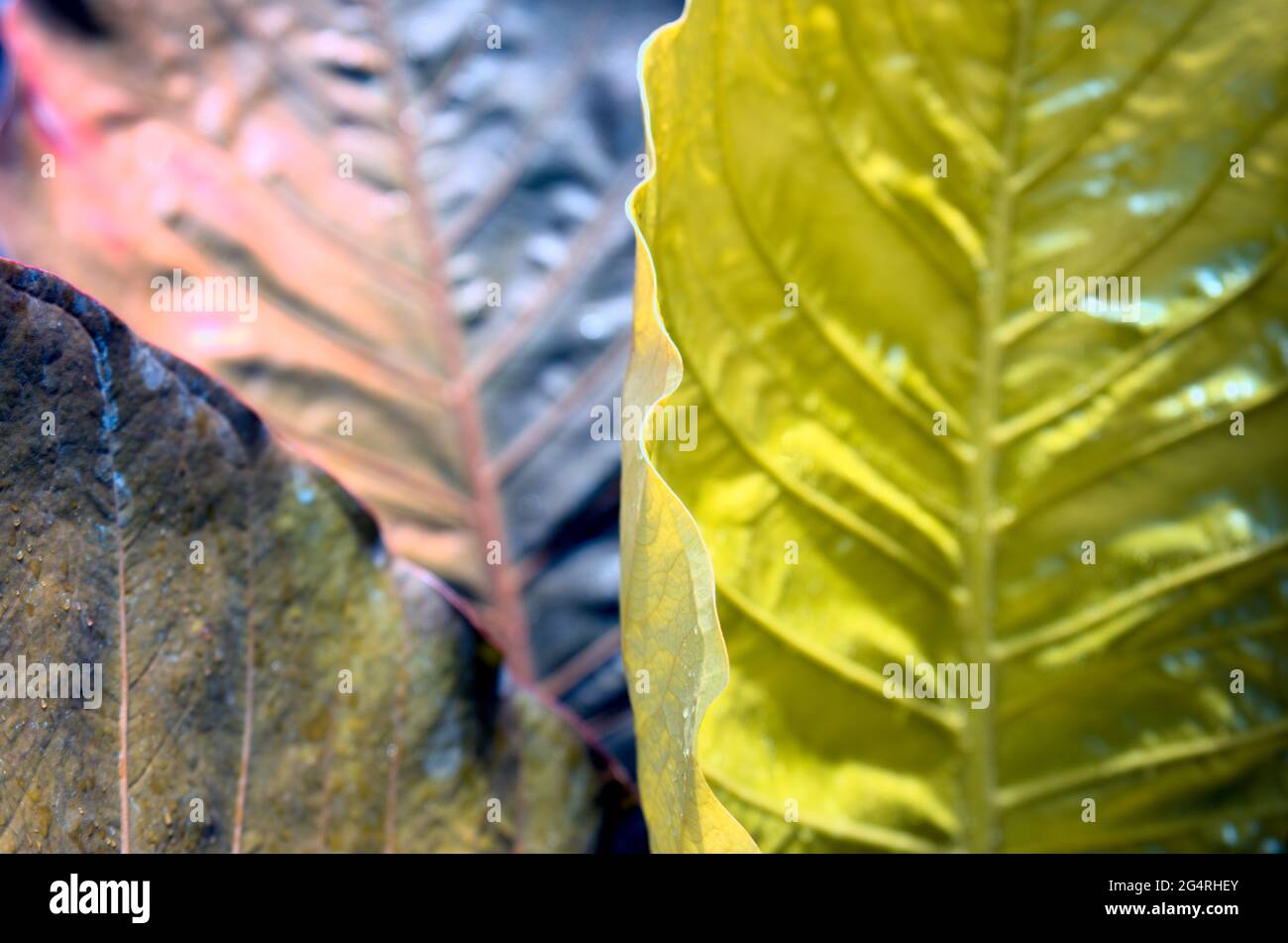 Feuilles naturelles avec or brillant, argent rouillé, chrome couleurs dégradé résumé texture arrière-plan. Banque D'Images