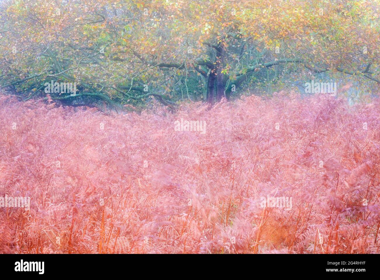 Forêt d'automne avec des feuilles et des fougères colorées, double exposition, Amsterdam Waterleidingduinen, pays-Bas Banque D'Images