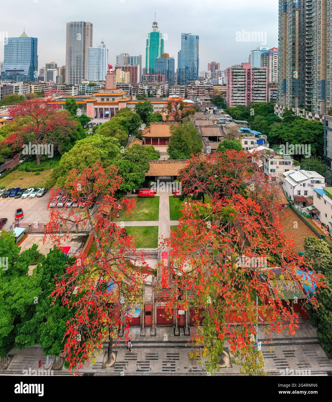 Fleurs de Kapok en fleurs à guangzhou, dans la province de guangdong Banque D'Images