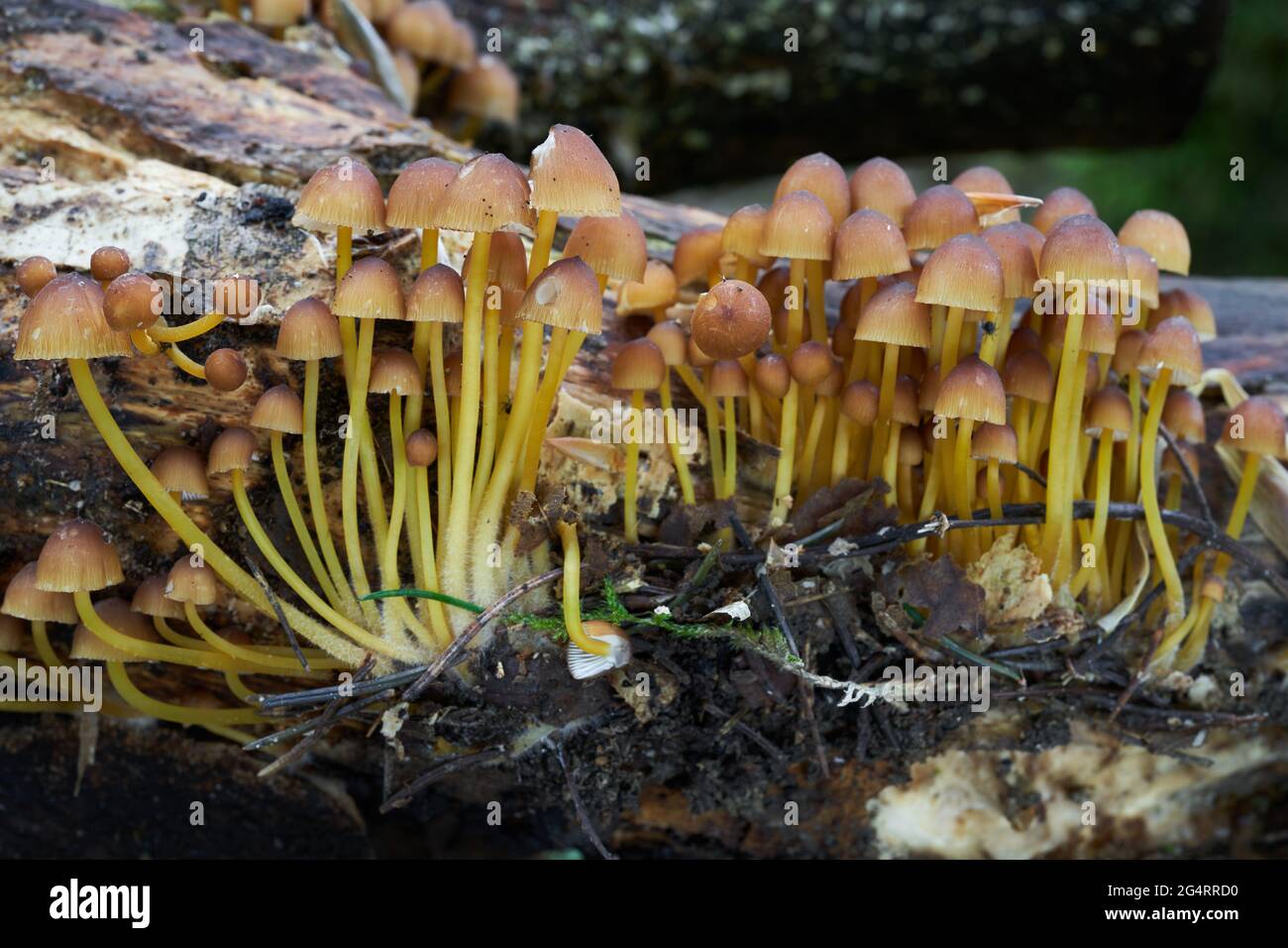 Champignon incomestible Mycena renati dans la forêt mixte. Connu sous le nom de beau capot. Champignons jaunes sauvages poussant sur le bois. Banque D'Images