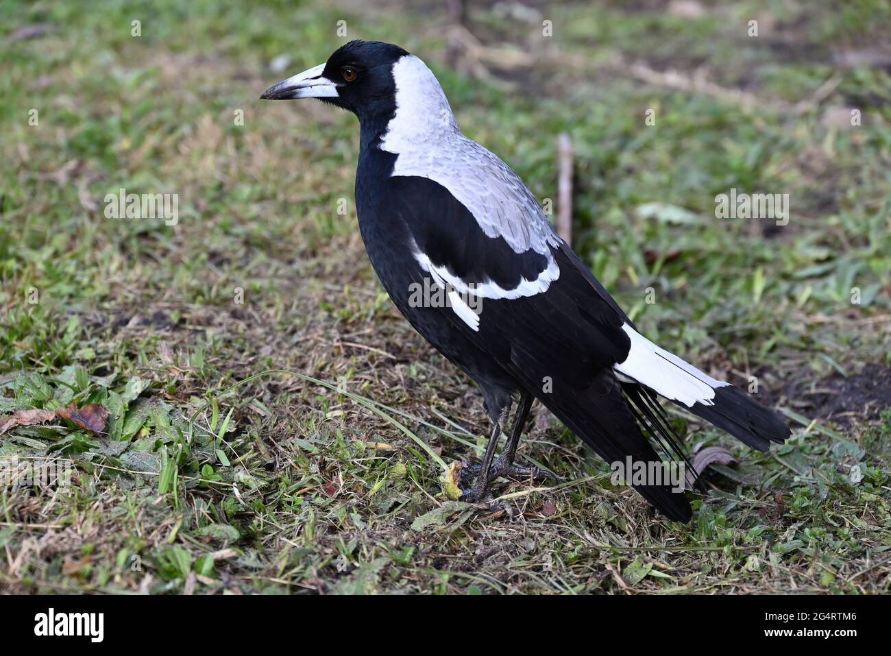 Gros plan d'une magpie australienne, avec un bec sale, inspectant une pelouse récemment tondue par temps froid et humide Banque D'Images