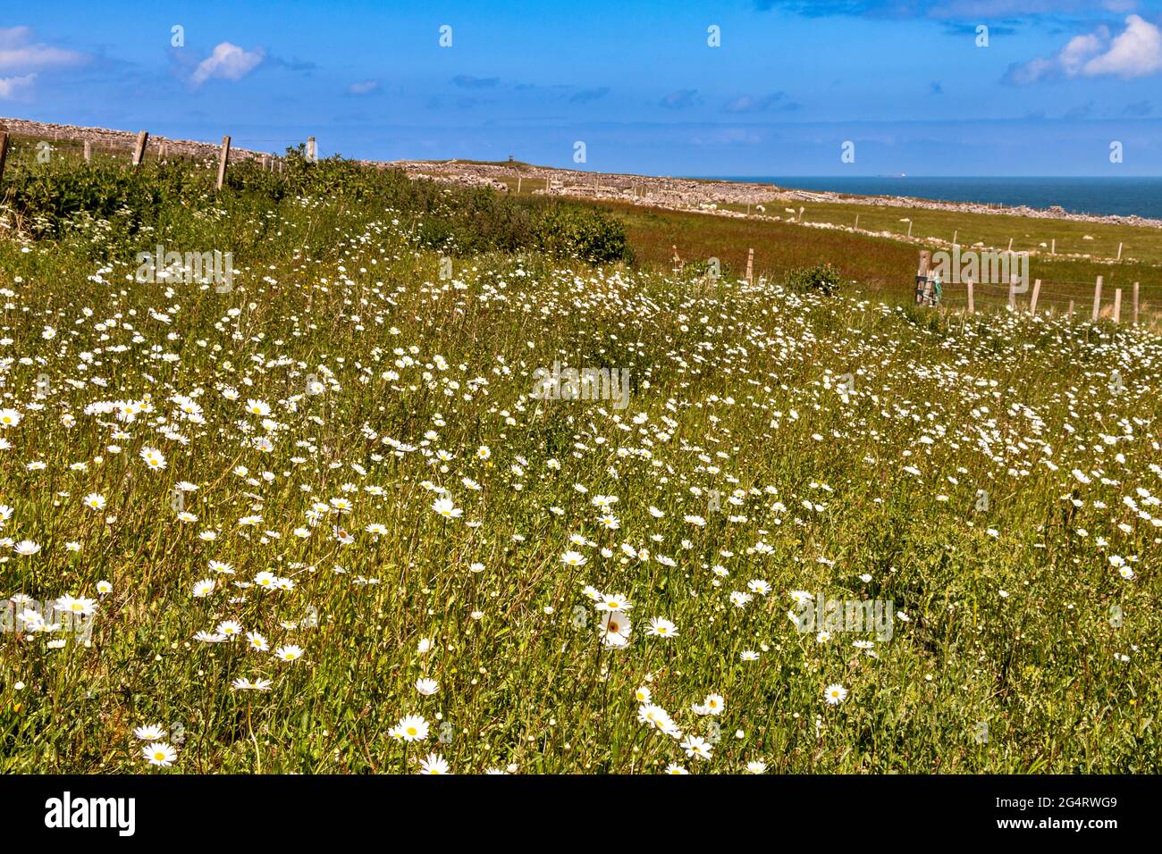 DURNESS SUTHERLAND SCOTLAND UN CHAMP DE PÂQUERETTES OX- EYE AU DÉBUT DE L'ÉTÉ LEUCANTHEMUM VULGARE Banque D'Images