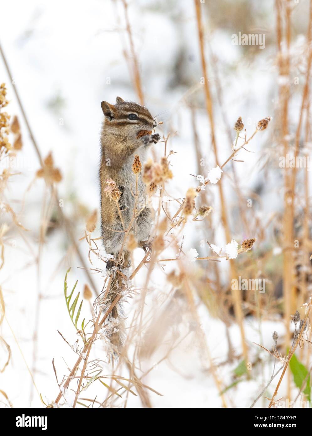 Le moins Chipmunk (Tamias minimus). Parc national de Grand Teton, Wyoming, États-Unis. Banque D'Images
