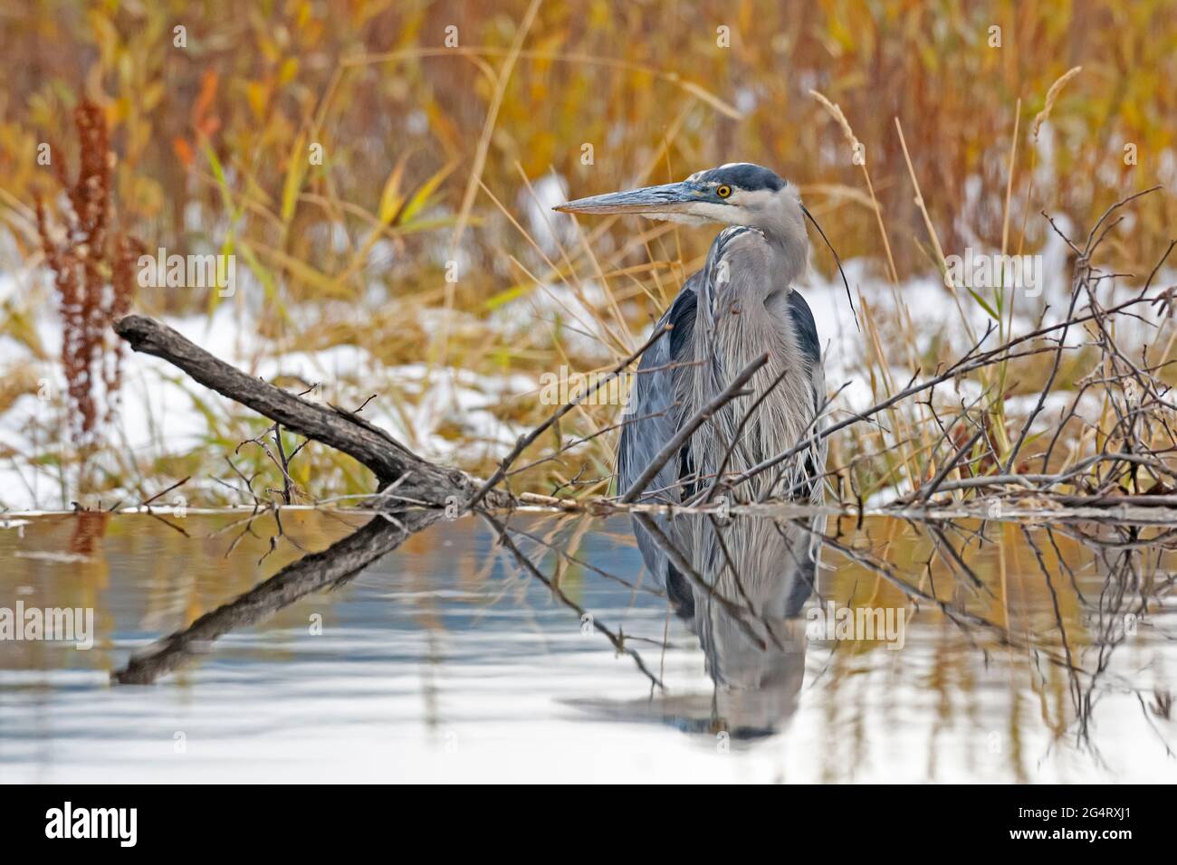 Grand héron (Ardea herodias) pêche à un barrage de castor. Parc national de Grand Teton, Wyoming, États-Unis. Banque D'Images