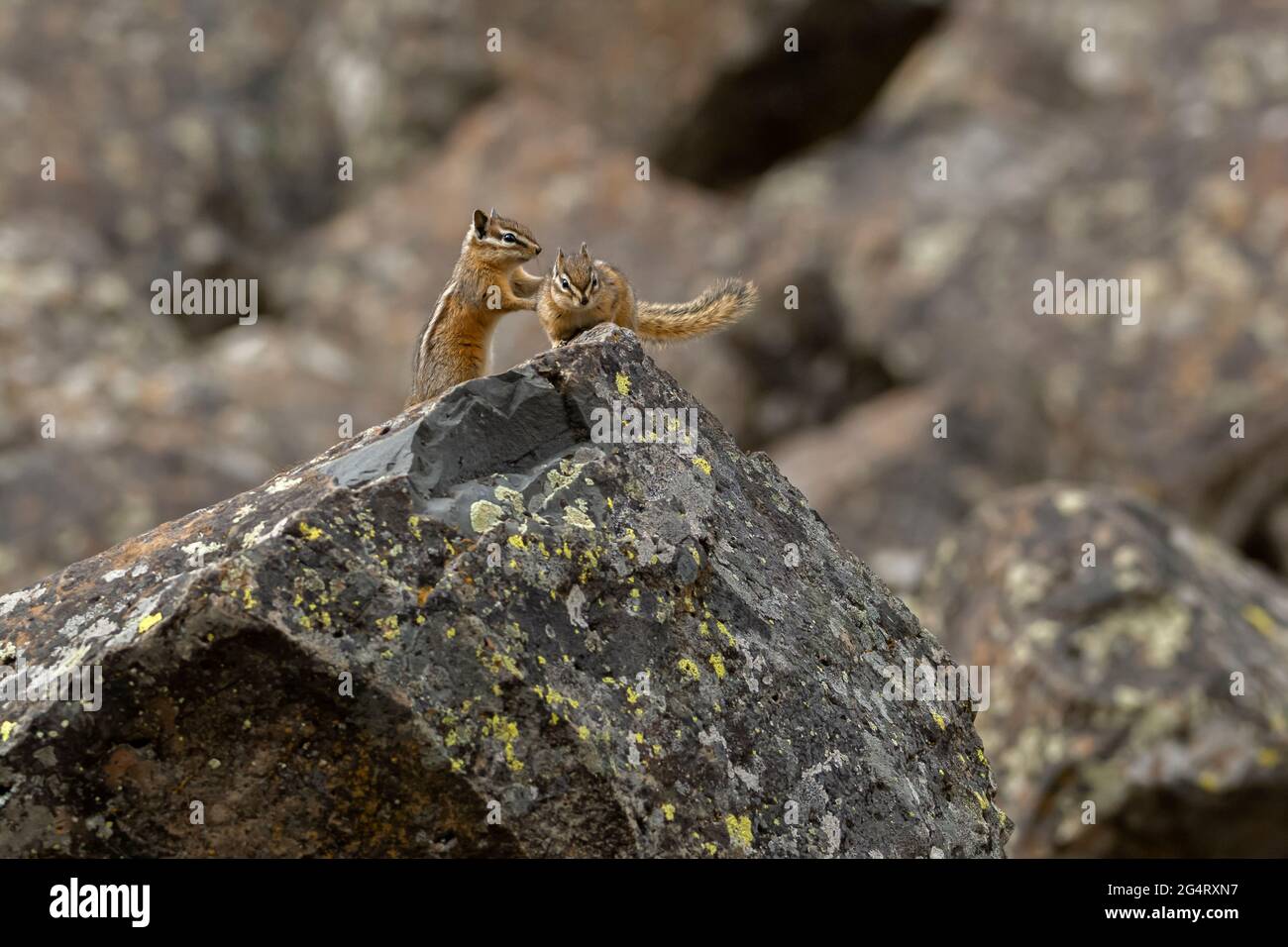 Le moindre chipmunk (Neotamias minimus) est le plus petit membre de la famille des chipmunk. Parc national de Yellowstone, Wyoming, États-Unis. Banque D'Images