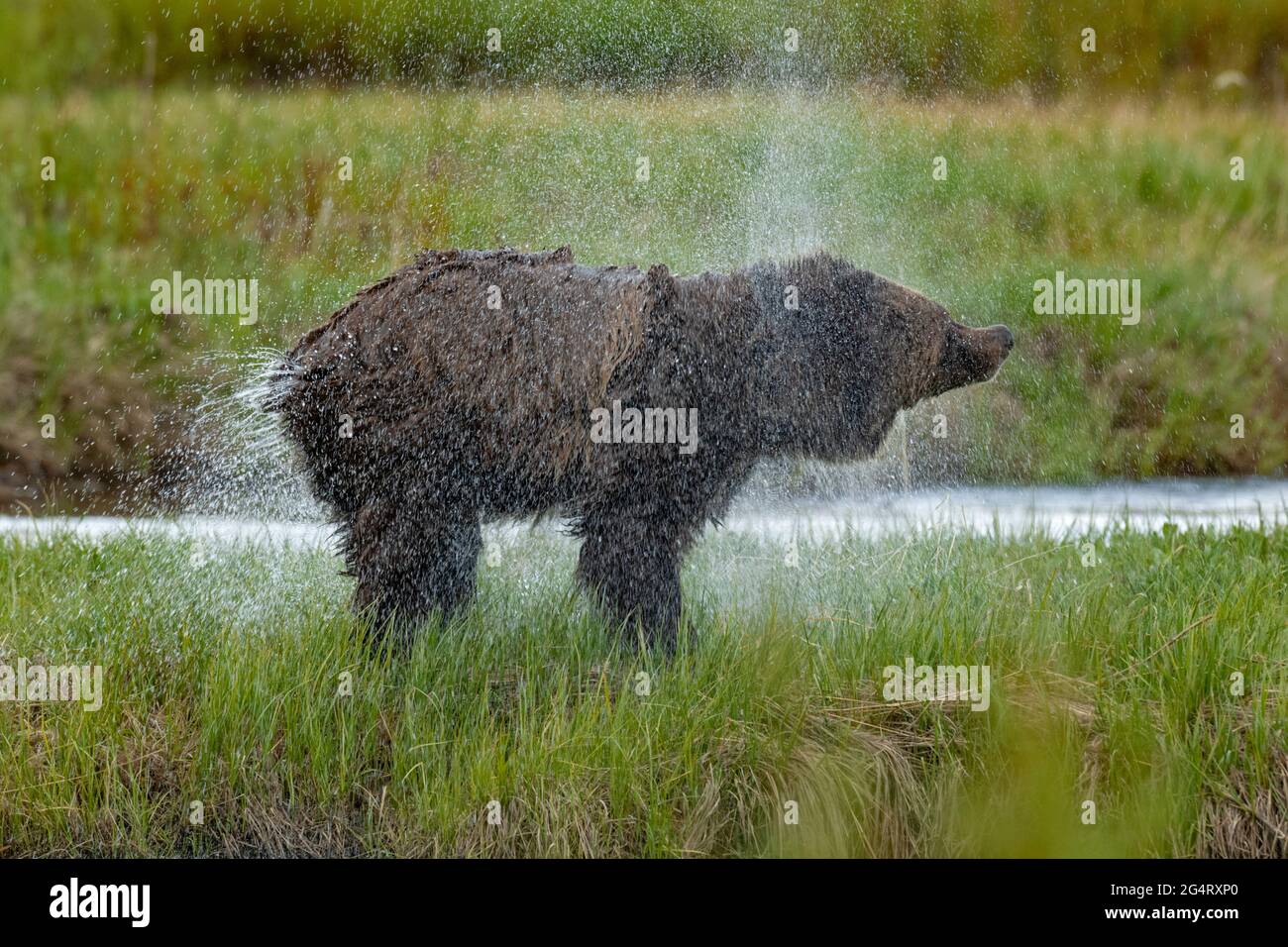Grizzli (Ursus horribilis). Parc national de Yellowstone, Wyoming, États-Unis. Banque D'Images