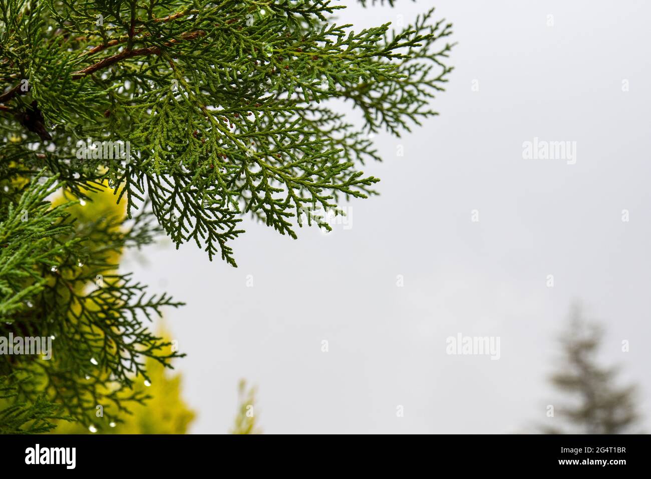 cyprès de citron dans le jardin de la maison, humide sous la pluie. cupressus macrocarpa. Banque D'Images