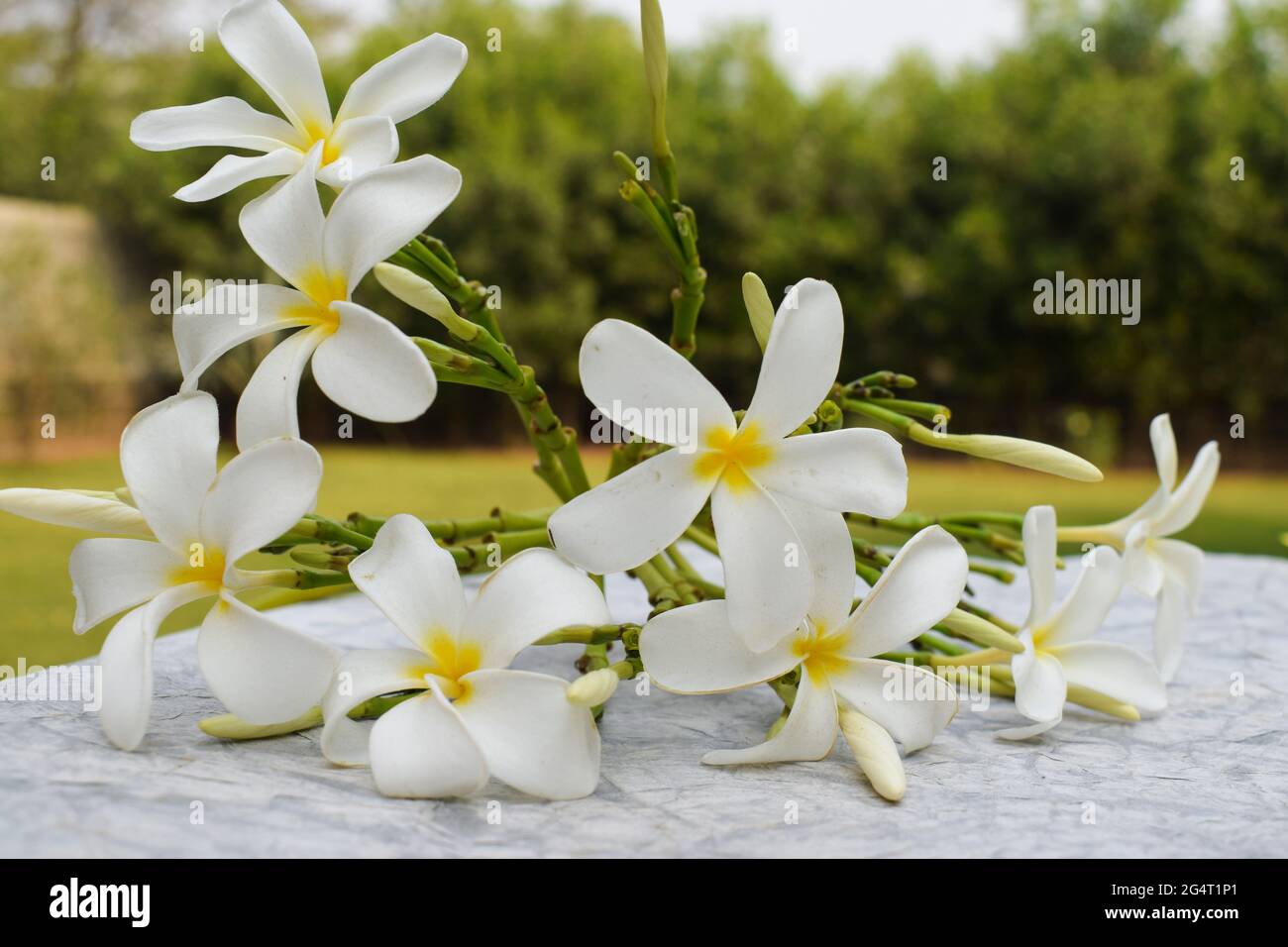 De belles fleurs de Plumeria aussi connues sous le nom de Champa ou Frangipani . Bouquet de fleurs blanches fleuries avec tiges de bourgeons sur le sol de l'herbe dans le jardin de pelouse de Banque D'Images