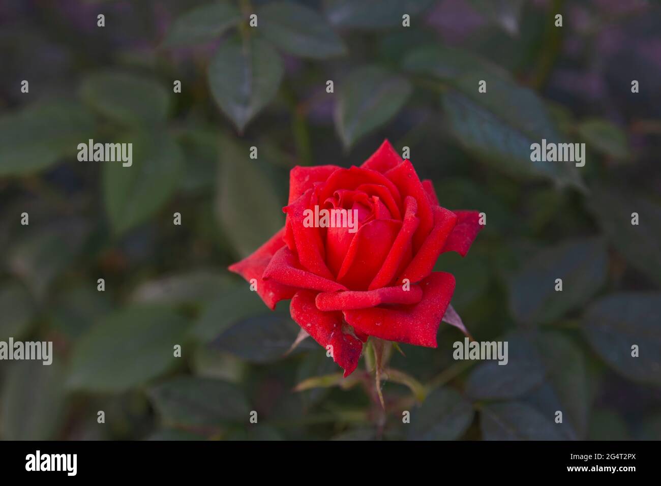 la rose rouge de velours que nous cultivons dans notre jardin. Fleur sélective. Banque D'Images