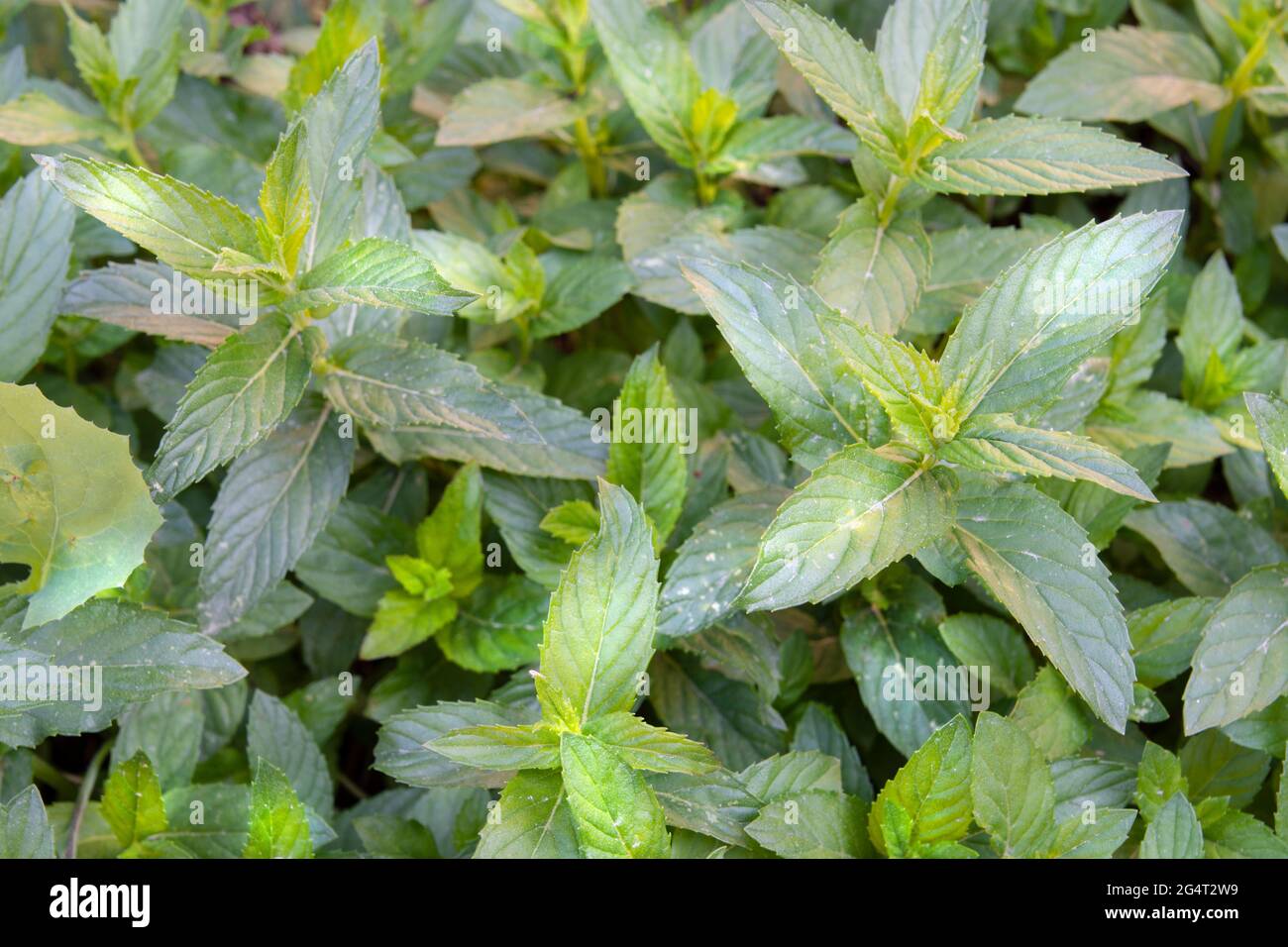 des feuilles de menthe fraîche poussent dans notre jardin Banque D'Images