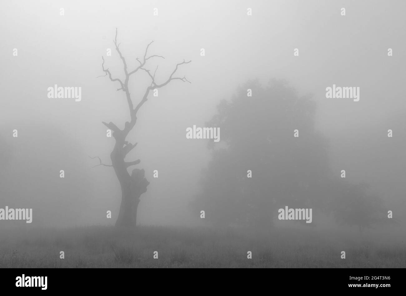 Paysage d'été de Breite Oak Reserve, Roumanie. Forêt de chênes séculaires près de Sighisoara Banque D'Images