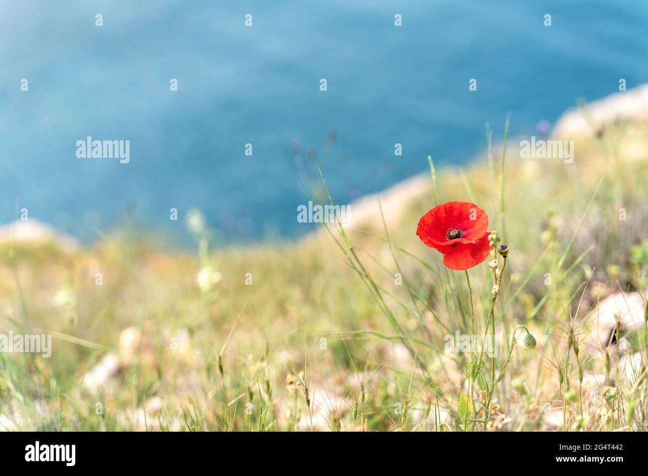 Coquelicot rouge en fleur sur le bord de la falaise avec toile de fond de mer. Arrière-plan naturel. DOF peu profond. Mise au point sélective. Copier l'espace. Banque D'Images