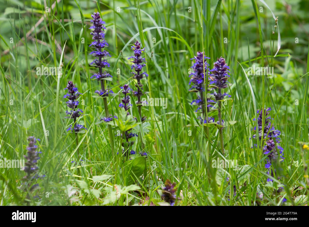Bugle en fleur bleue dans l'herbe, également appelé Ajuga Banque D'Images