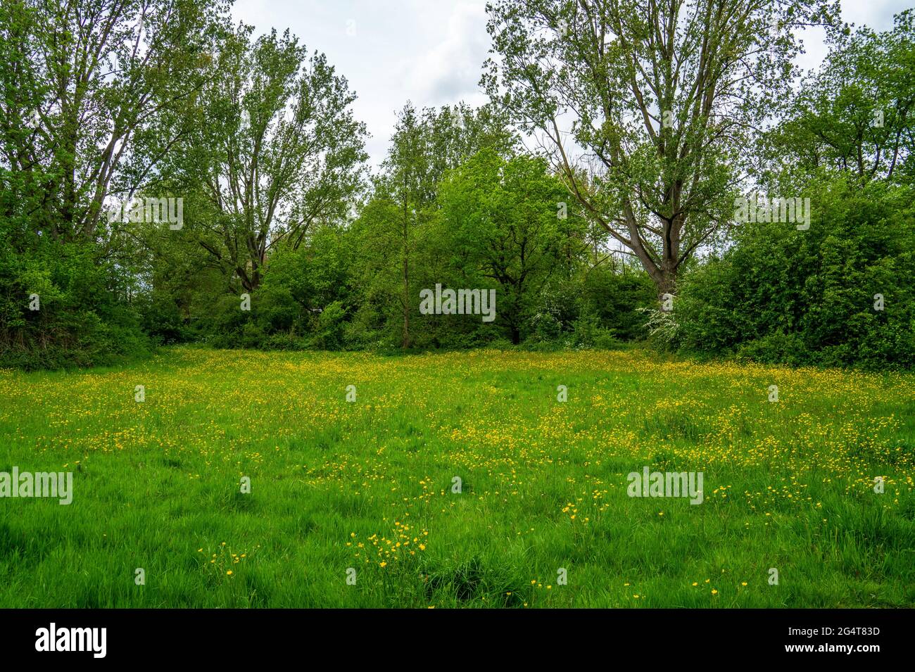 Vue dans le parc avec prairie avec butterbutterbutterbups (Ranunculus) Banque D'Images