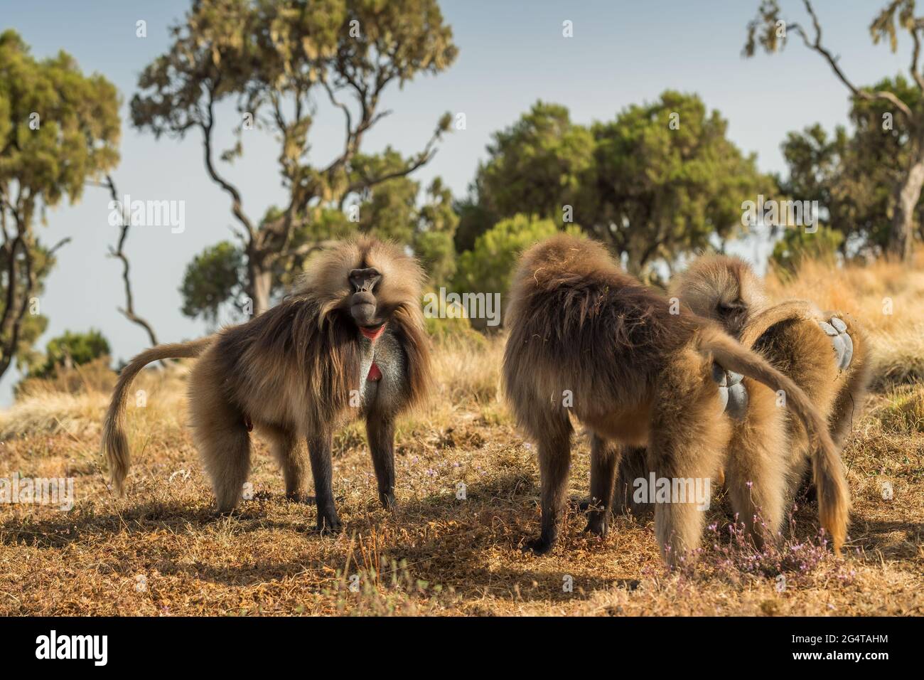 Gelada Baboon - Theropithecus gelada, beau primat de terrain des montagnes Simien, Ethiopie. Banque D'Images