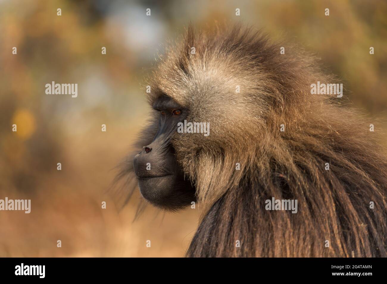 Gelada Baboon - Theropithecus gelada, beau primat de terrain des montagnes Simien, Ethiopie. Banque D'Images