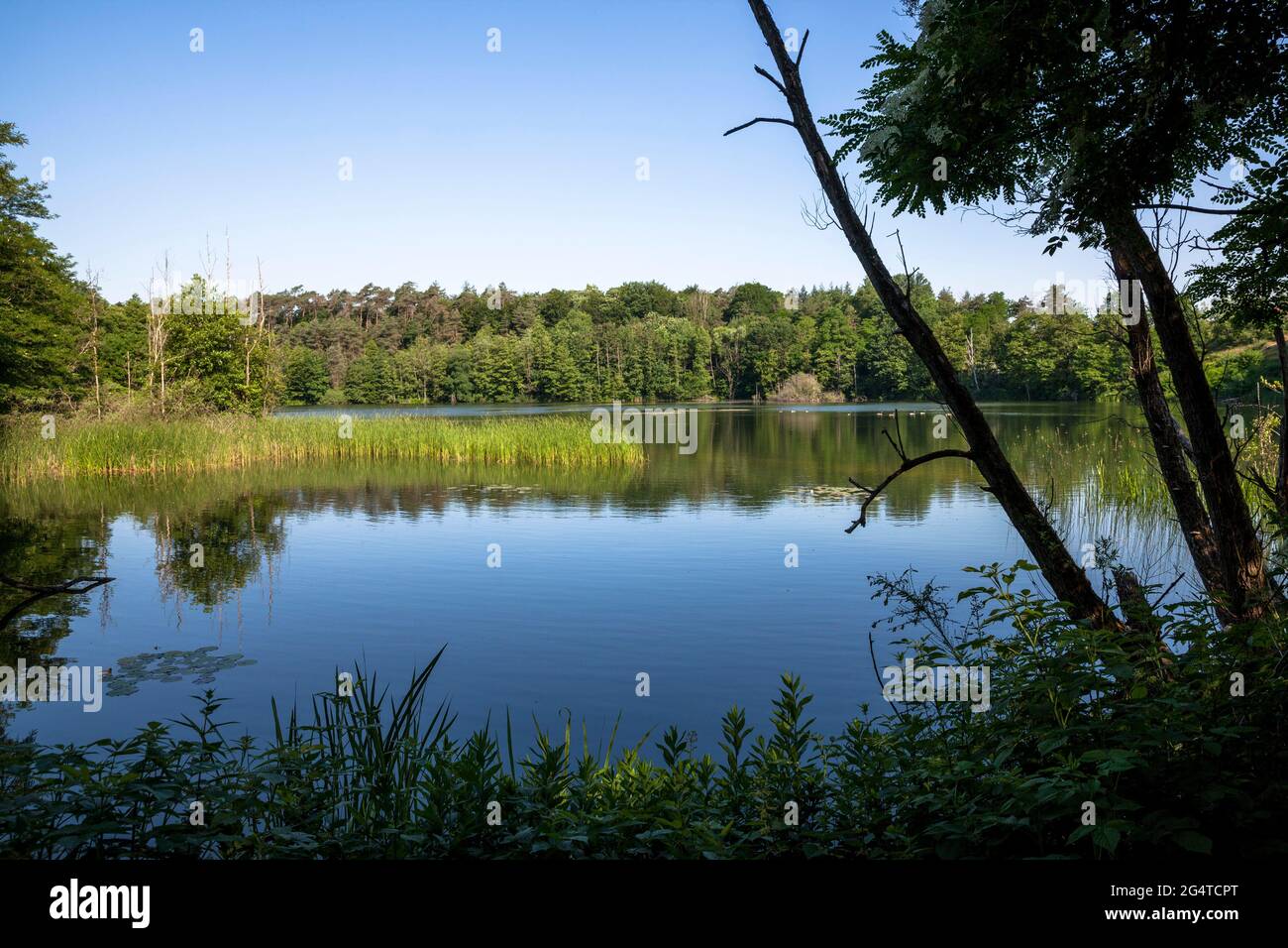 Le lac Pionierbecken 3 dans la forêt de Koenigsforest près de Cologne, Rhénanie-du-Nord-Westphalie, Allemagne. Les Pionierbecken (étangs pionniers) sont d'anciens fosses de gravier. Banque D'Images