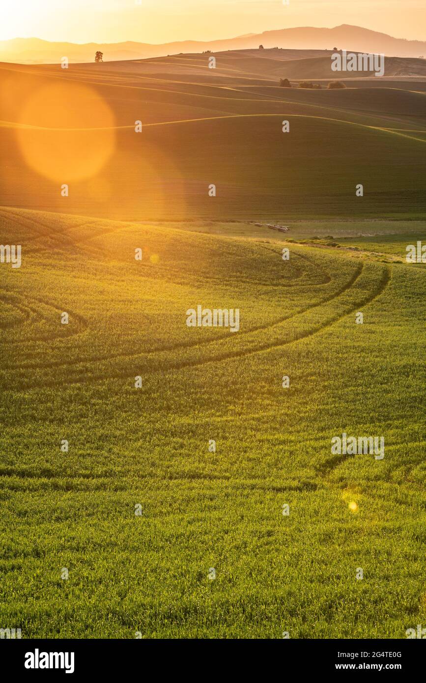 Paysage du pays avec lumière du soleil dorée sur les champs de blé et les fermes de la Palouse Washington State USA Banque D'Images