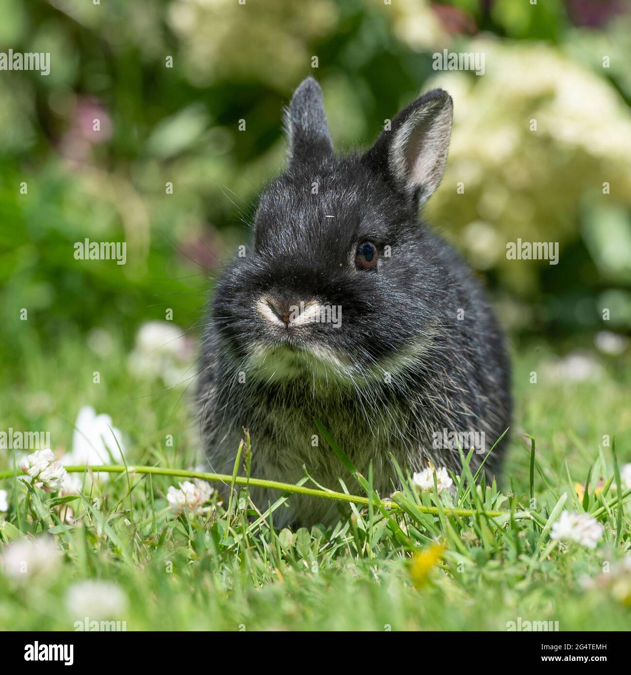 Bebe Lapin Nain Des Pays Bas Photo Stock Alamy