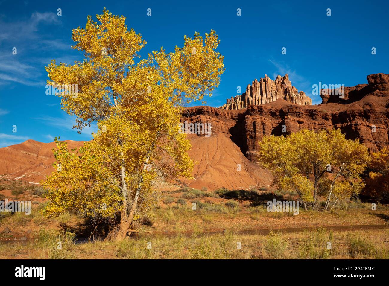 Des arbres de Cottonwood à l'automne avec le château, parc national de Capitol Reef, Utah Banque D'Images