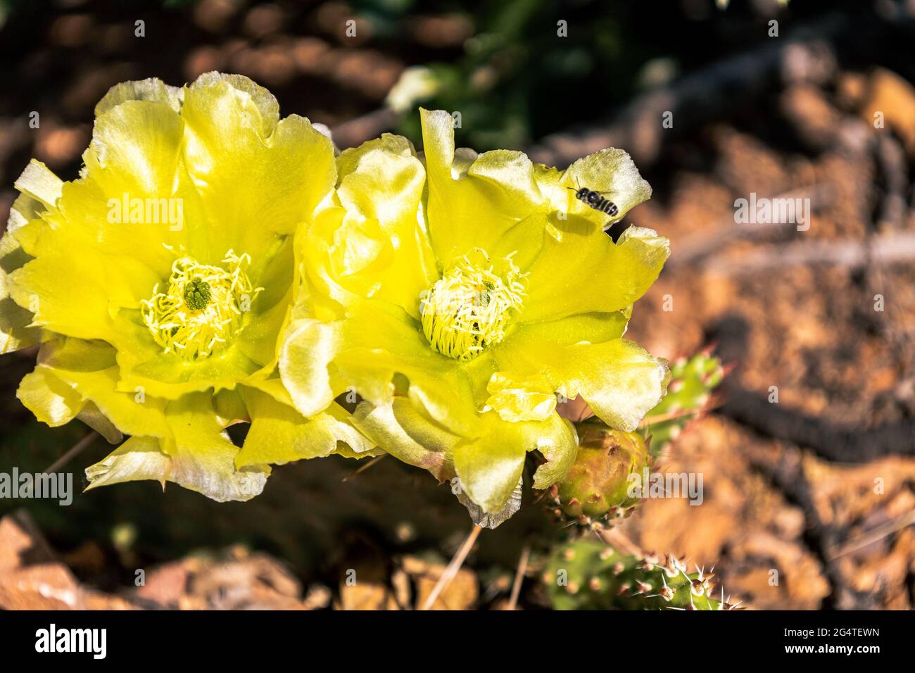 Une abeille volant au-dessus d'une fleur de cactus Banque D'Images