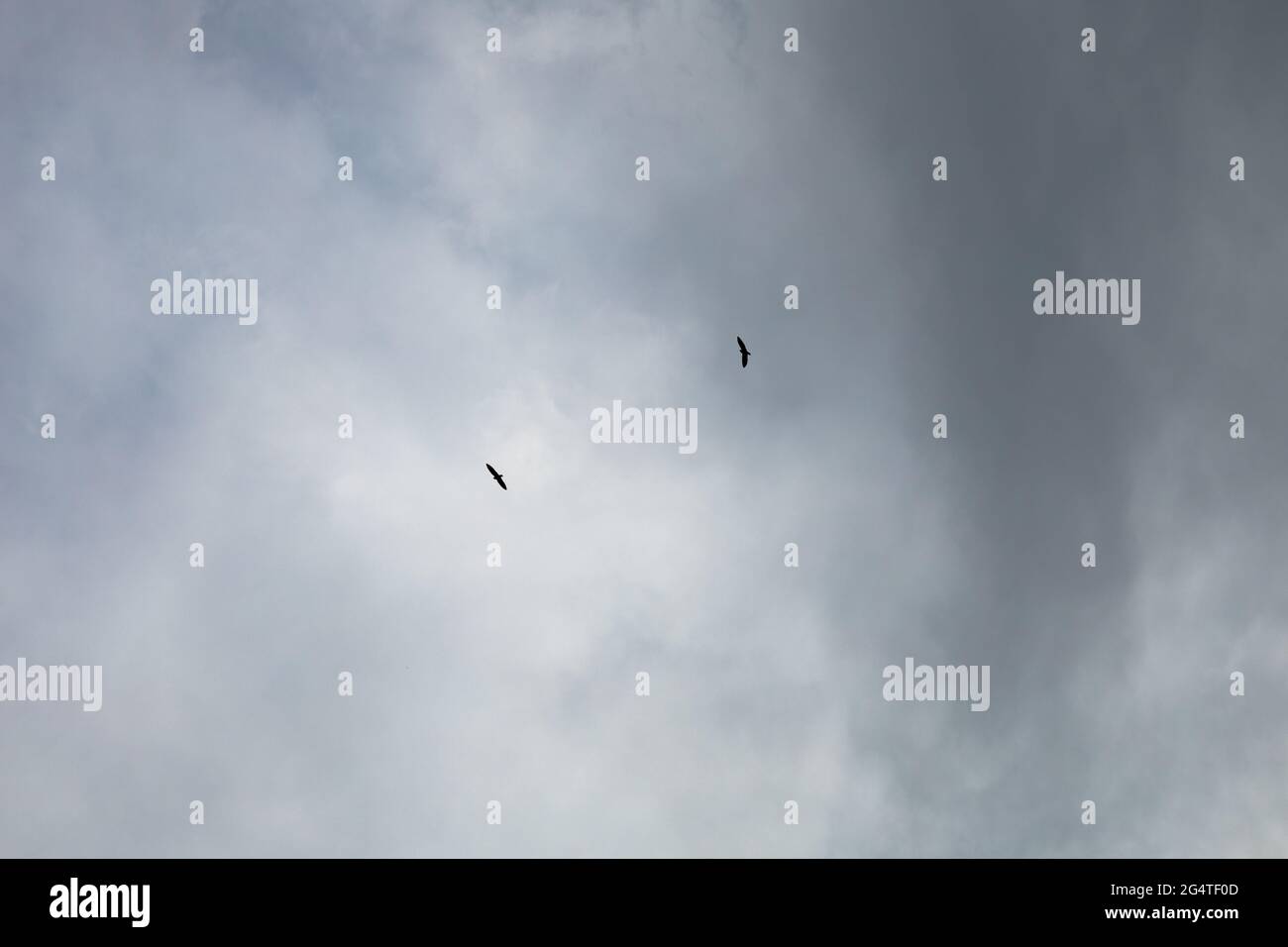 2 oiseaux survolant par une journée nuageux Banque D'Images