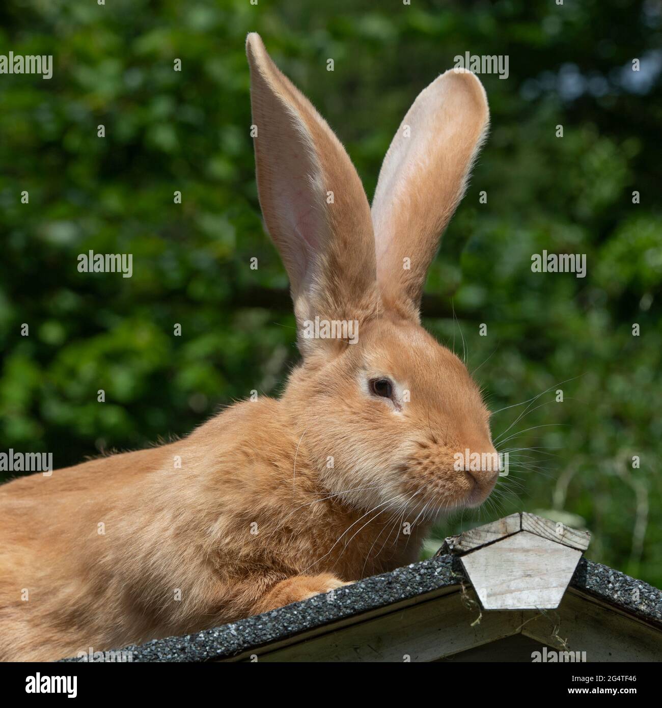 Lapin géant belge Banque D'Images