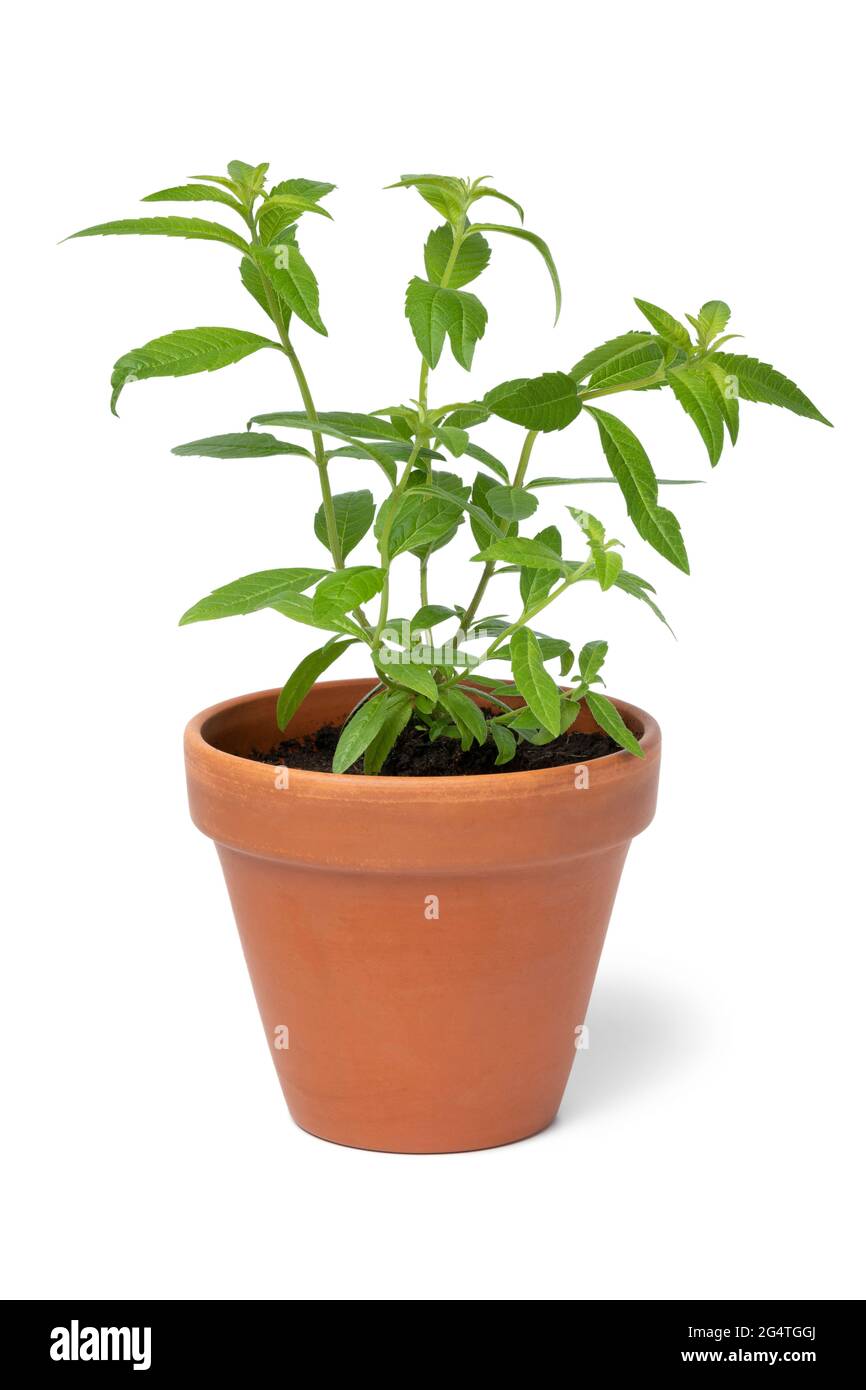 Brossette de citron dans un pot en céramique isolé sur fond blanc Banque D'Images