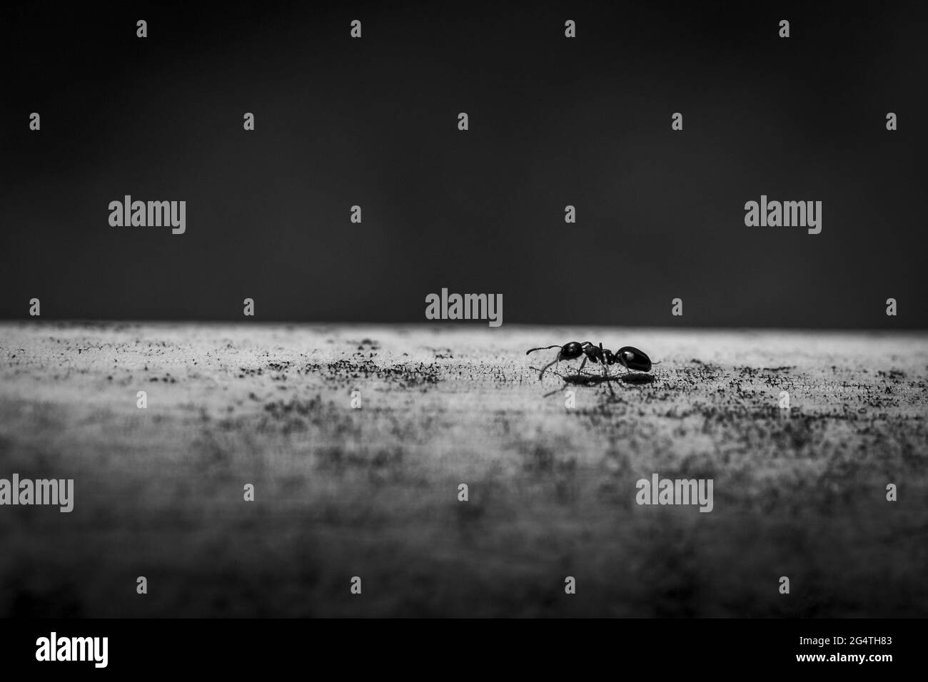 Prise de vue en niveaux de gris d'une fourmi sur une surface plane et lisse Banque D'Images