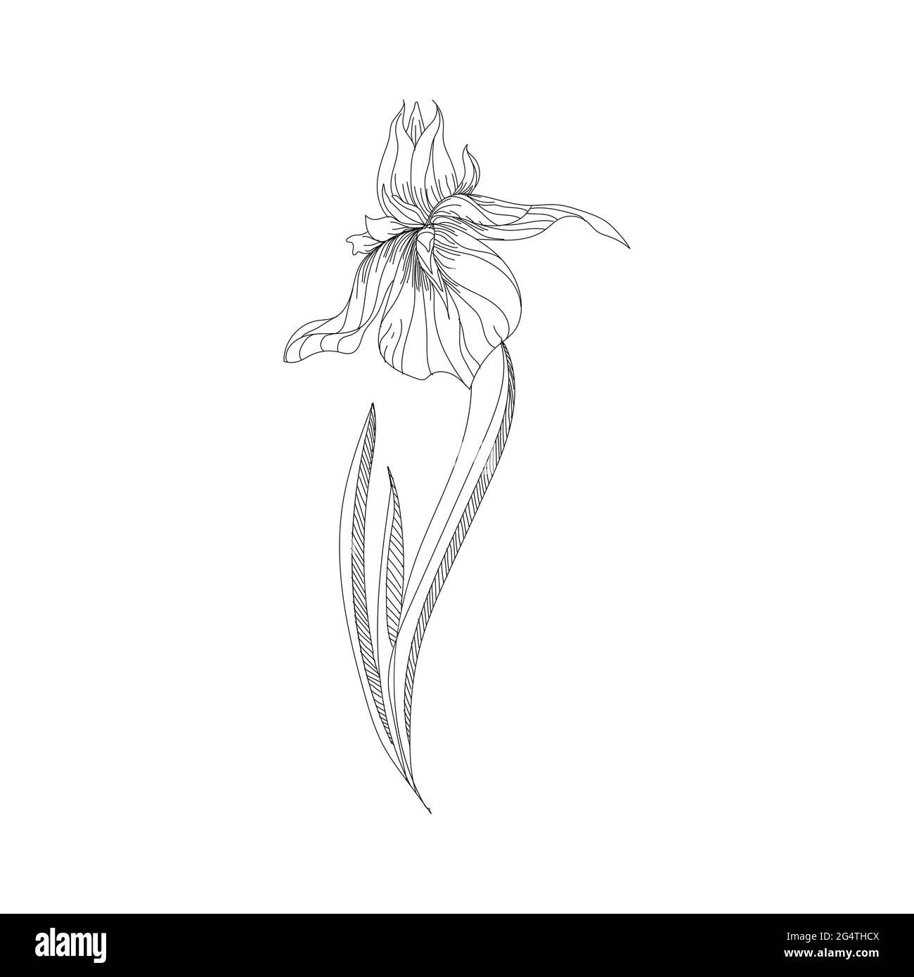 Illustration vectorielle de fleurs d'orchidées dessinées à la main. Fleur dessinée à la main Illustration de Vecteur