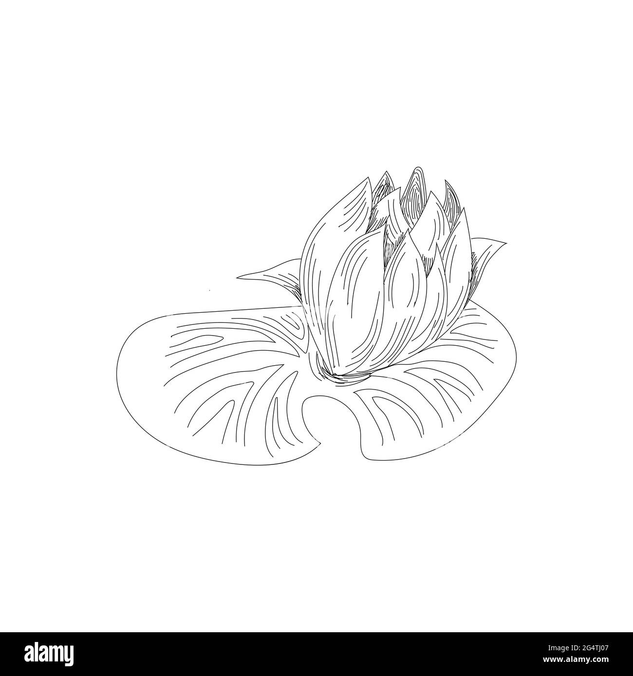 Illustration vectorielle de fleurs d'orchidées dessinées à la main. Fleur dessinée à la main Illustration de Vecteur